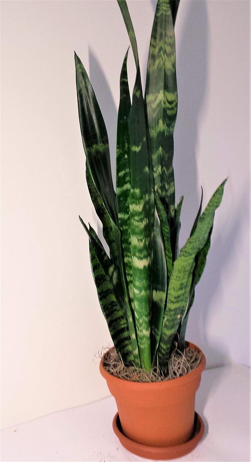 EMERITUS GARDENS A Foot Tall Dark Green