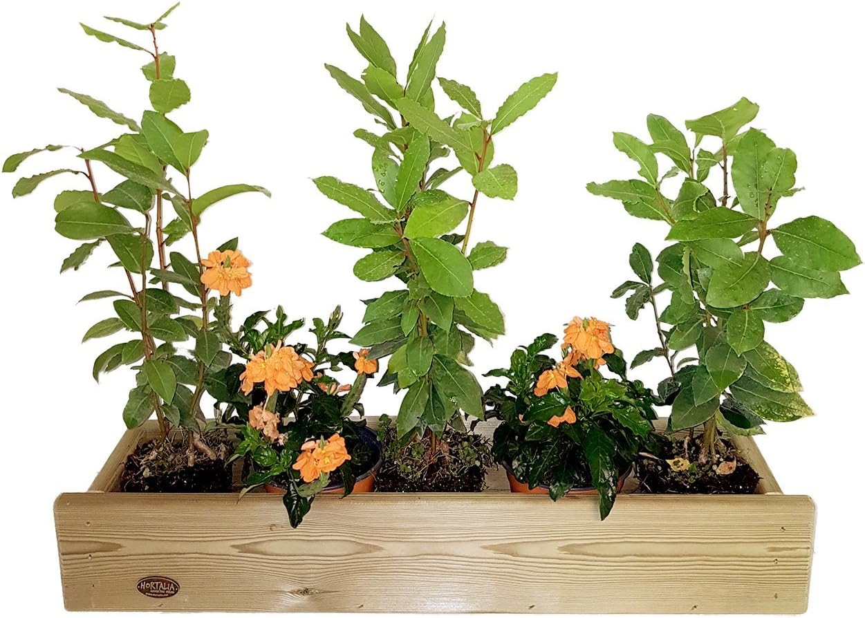 STAND LINE 90 - Huerto urbano Jardinera, 90 x 16.4 x 12 cm: Amazon ...