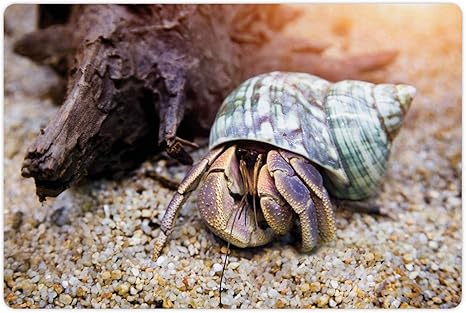 Amazon ヤドカリフードと水用のペットマット 熱帯生物の高精細写真のリアルショット画像 犬と猫用の滑り止めゴムマット 18インチx 12インチ マルチカラー15 7インチx 23 5インチ 玄関マット オンライン通販