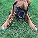 Pawstruck 7