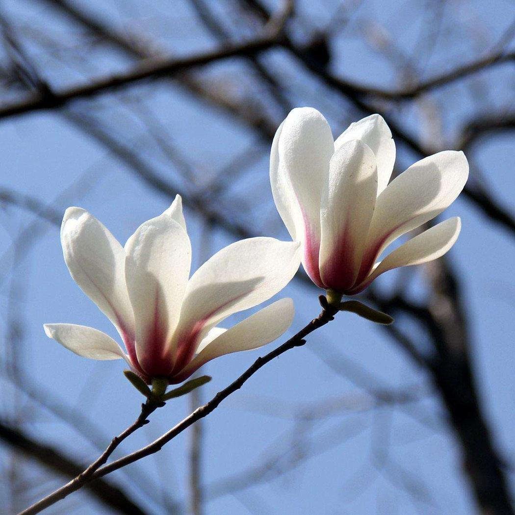 FastDirect Semillas de Magnolia Multicolor Semillas de Flores 20 ...
