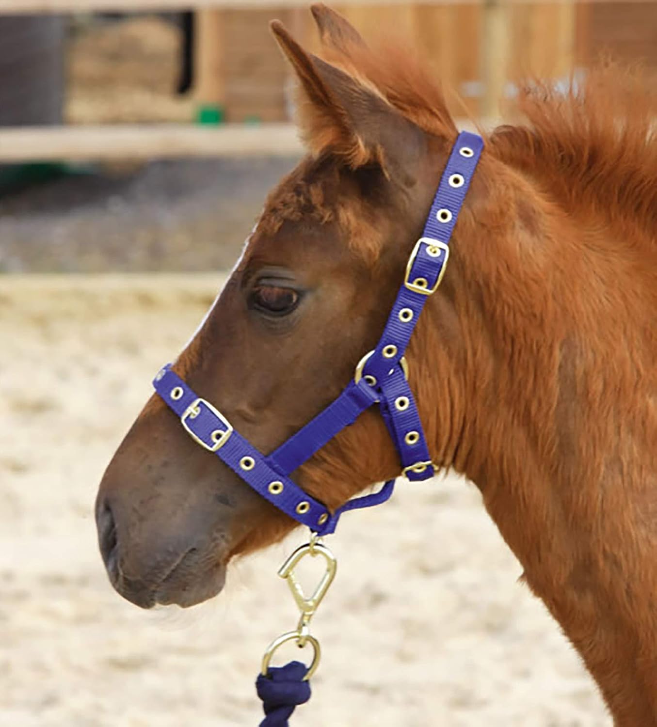 Licols En Nylon - Licol Pour Poulain, Shetland, Poney Et Cheval