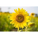 Tarantel-Farn, Vogelspinnen-Farn,Spinnenfarn, Humata