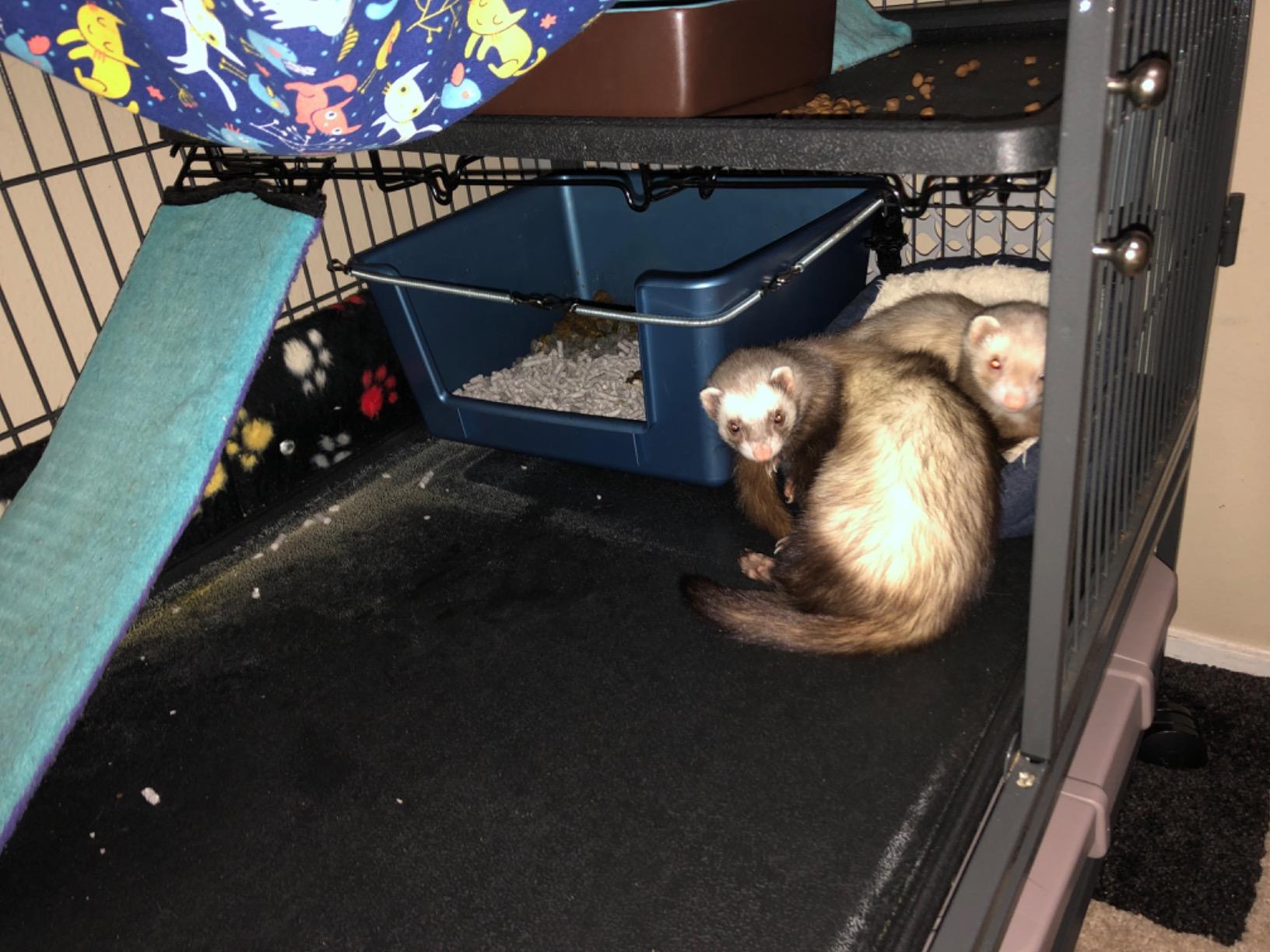 9/mo Finance Marshall High Back Ferret Litter Pan (Set of 2 Pans