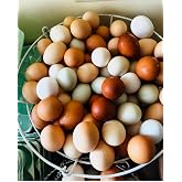 Mitrowski House Farm 12+ Fertile Hatching Eggs Barnyard Mix-**Be Sure to Select More Buying Options as Seller if You Want The Breeds Listed!!**