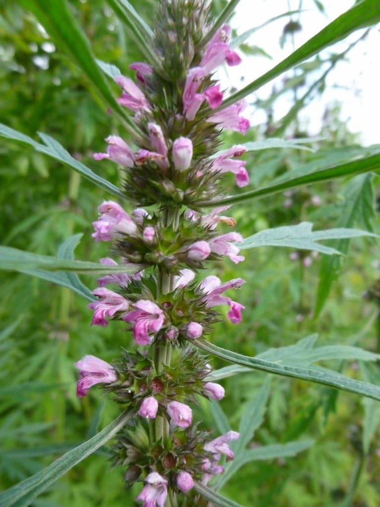 Листья пустырника - MosRosa.ru