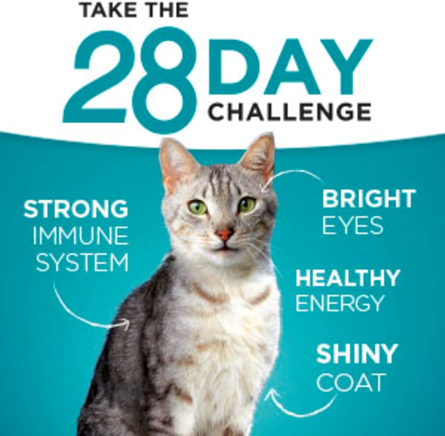 Purina ONE High Protein Dry Cat Food, Urinary Tract Health Formula - 16 lb. Bag : Dry Pet Food : Pet Supplies
