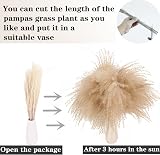 ANPROOR Dried Pampas Grass Decoration 100 Pcs Bunny Tail Dried Flowers view 5