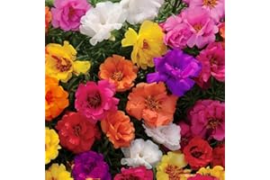 THE LUCKY STARS 10000 Mixed Moss Rose Seeds - HOA Mười Giờ - AKA. Portulaca Grandiflora Mix, Moss-Rose Purslane, Eleven O'clock, Mexican Rose, Sun Rose, Rock Rose, Heat & Drought Tolerant 2.5 Grams