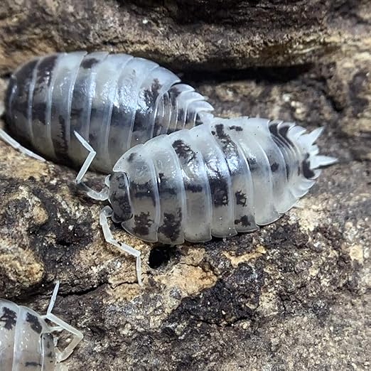 Amazon Com Live Insects Dairy Cow Isopods For Sale Cleanup Crew For Terrarium Reptile Bedding And Snake Bedding Porcellio Laevis 10 Count Cup Isopod Pets Pet Supplies