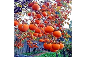 Mixrug 30+ Organic Fuyu Persimmon Seeds for Planting Outdoors,Diospyros Seeds Non-GMO Heirloom,Cold Hardy Fruit Tree Seed High Germination for Home Outdoor Garden