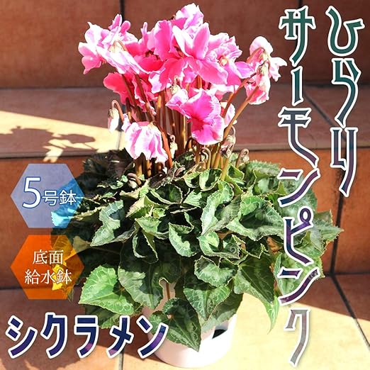 Amazon Co Jp シクラメン ひらりサーモンピンク 5号 底面給水鉢 開花株 品種で選べる鉢花 1個売り ひらりシリーズは花弁全体が波うつ ウェーブタイプのシクラメン やさしいウェーブの花弁が魅力 花が中心に集まり 株の姿が乱れにくく長持ちします 中輪