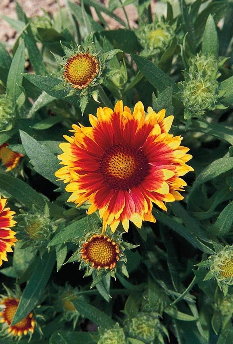 50 Gaillardia (YNKS) Seeds Arizona Sun Blanket Flower