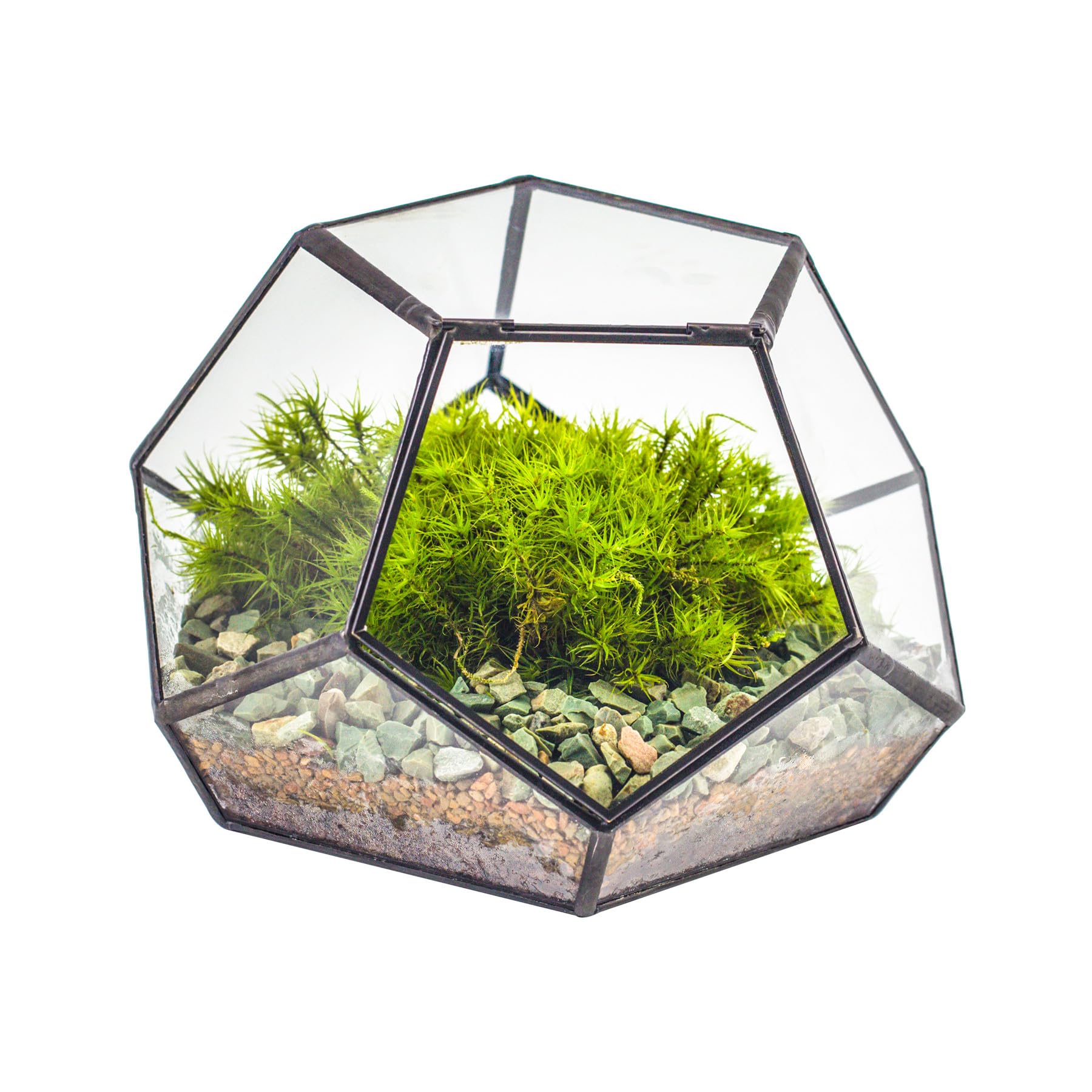 NCYP Small Glass Geometric Terrarium with Door - 18x18x12 cm Black Pentagon Closed Planter for Succulents, Air Plants - Home Garden Office Tabletop Decoration (Terrarium Only)