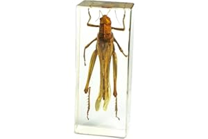 REALBUG Grasshopper Paperweight (4.4x1.6x1.1)