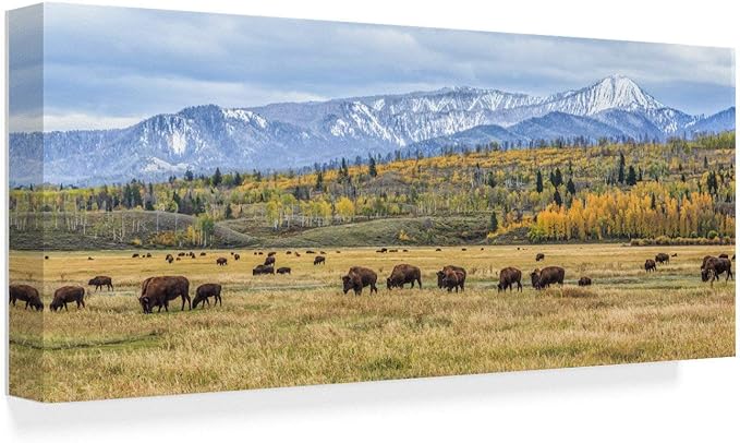 Amazon.com: Trademark Fine Art ALI34958-C819GG Fine Art 8x19-Inch