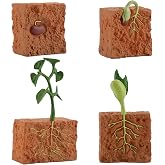 helegeSONG 4Pcs Life Cycle Green Plants Educational Toy PVC Growth Cycle Fake Plant Toy for Kids Teaching Tool