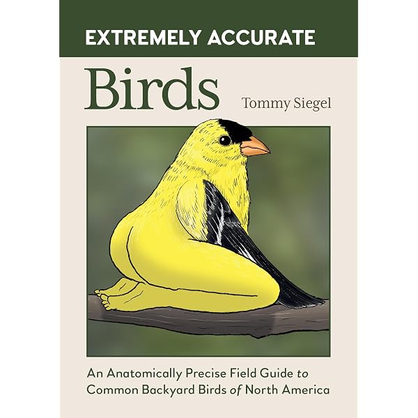 Extremely Accurate Birds Wooden Magnet Set: 10 Anatomically