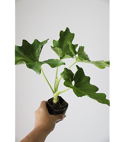 Amazon.com : Philodendron Variety Pack - 5 Live Plants in 2 Inch Pots -  Grower's Choice of Rare and Elegant Indoor Houseplants : Patio, Lawn &  Garden