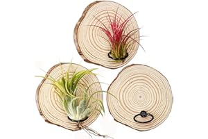 BamiriX 3Pcs Magnetic Air Plant Holder Set Wooden Wall Mount Stand with Hooks and Adhesive Magnet Discs Plant Hanger Indoor H