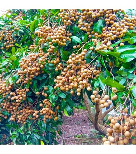 FROMAN INSECTLANG Mルーア5-28g 2本組み2.04cm Amazon.com : 9EzTropical - Longan Tropical Fruit Tree - 2 Feet