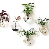 Kingbuy Hexagon Wall Planter Set - 3 Pack Glass Propagation Terrarium Vases with Hanging Mounts for Indoor Plants, Air Plants & Hydroponic Stations Home Office Decor, Plant Lover Gifts (Medium)