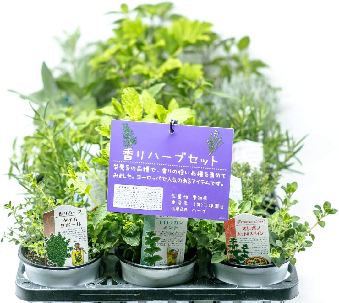 Amazon Co Jp ハーブ セット 香りハーブ 食用 クッキングハーブ キッチンハーブ 虫よけ グリーン 鉢花 鉢物 園芸 誕生日祝い 結婚記念日 引っ越し祝い Primeお急ぎ便 3号苗 3個セット 3号苗 3鉢セット ホーム キッチン