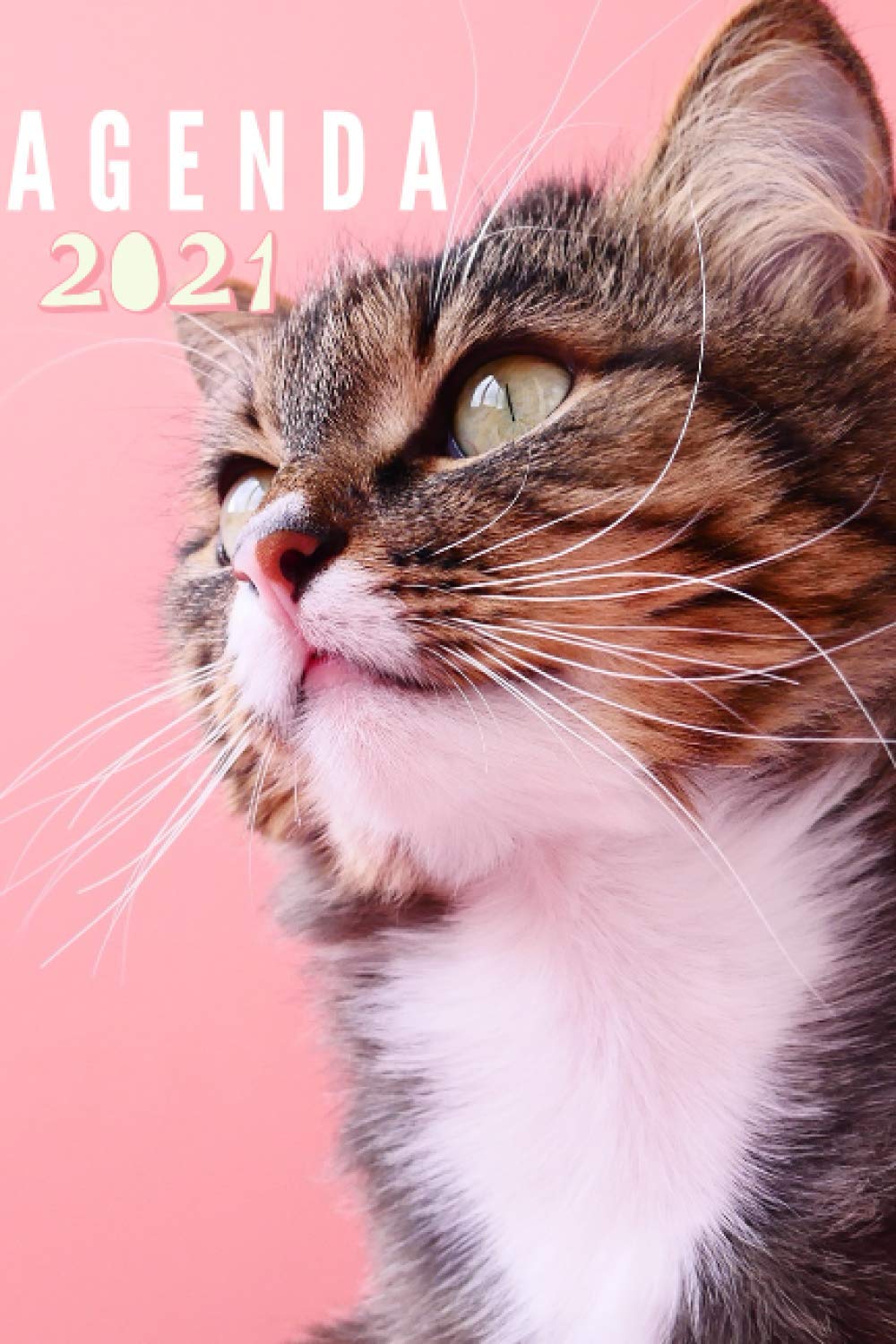 Agenda 21 Chat Et Chaton Agenda 21 Chat Et Chaton Agenda Semainier 21 Chat 12 Mois Janvier A Decembre Planificateur Semainier 21 Registre De Mot De Passe Chat 21 Agenda Amazon Es Libros