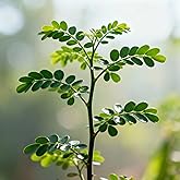 Moringa Oleifera Seeds, 100 Pieces, Tree of Life Plant, Fast-Growing, Drought Tolerant, for Garden and Containers, Well-drain
