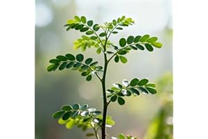 Moringa Oleifera Seeds, 100 Pieces, Tree of Life Plant, Fast-Growing, Drought Tolerant, for Garden and Containers, Well-drain