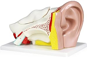 Isaac Technologies IC-B10402-5 Human Ear Model – 5 Parts