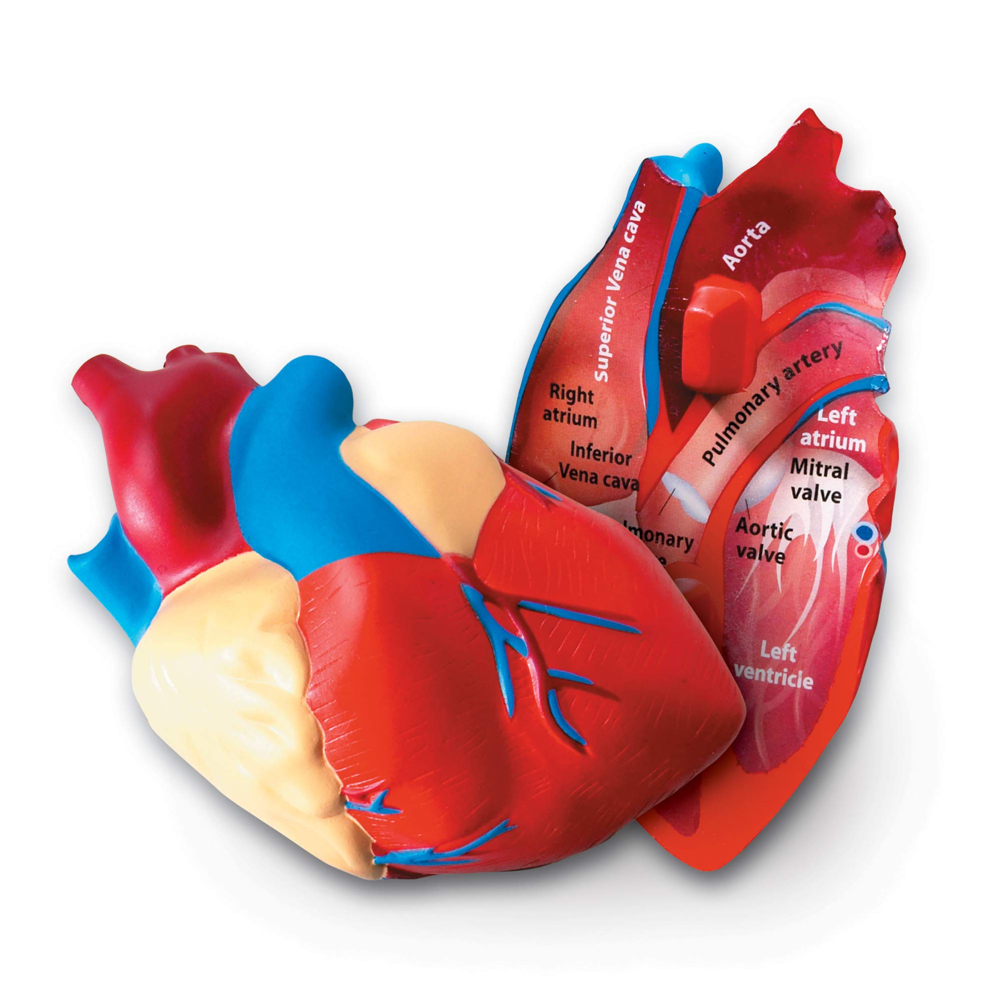 Photo 1 of Learning Resources Cross-Section Human Heart Model - 2-Pieces, Grades 2+ | Ages 7+ Large Foam Classroom Demonstration Model, Anatomy for Kids, Science Exploration Kits