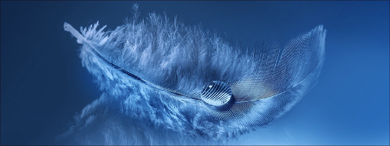 Pro-Art GLA1080 °C Wall Picture Glass Artwork 'Feather' 80 x 30 cm