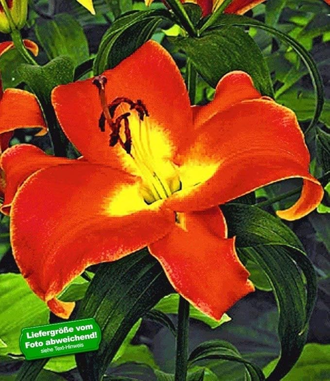 Baumlilien 3 Stück Lilium