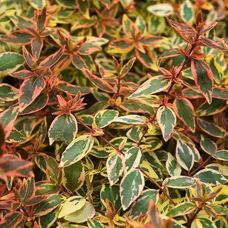 Abelia Grandiflora Tricolour Charm R In A 9cm Pot Amazon Co Uk Garden Outdoors