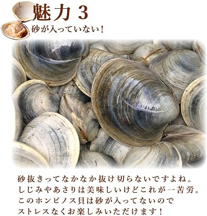 Amazon 活きホンビノス貝 サイズ無選別 5kg入 白はまぐり 活物専門商社 魚活 活き物のため配送日時のご指定をお願いします 活物専門商社 魚活 貝類 通販