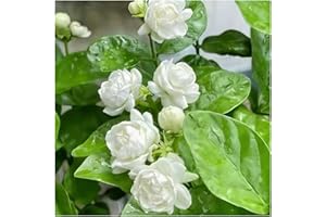 100 Jasmine Flower Seeds for Planting - Fragrant Climbing Vine, Perennial Flower Seeds for Trellis & Garden (White)