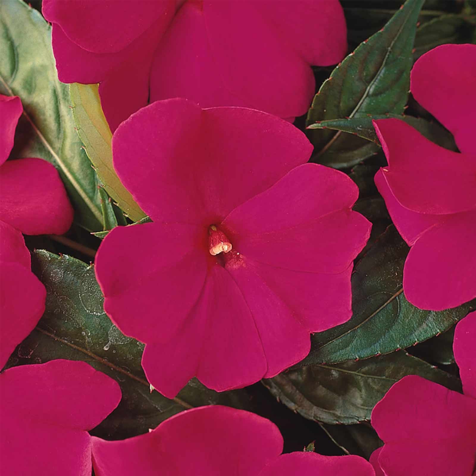 Buy New Guinea Impatiens Flower Garden F1 Divine Series Violet