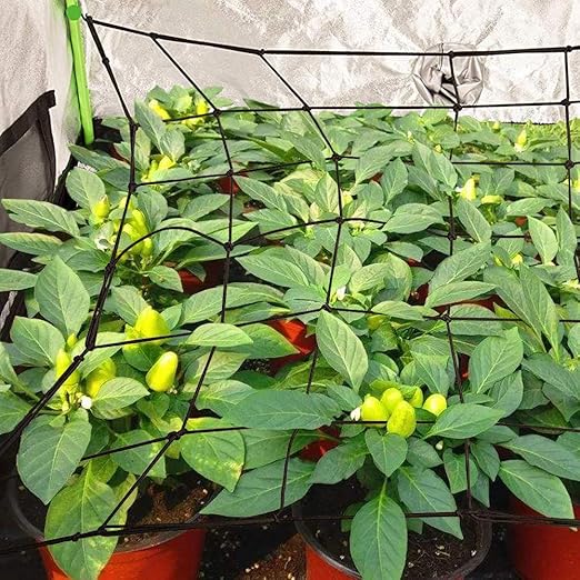 Golrisen Malla de Cultivo para Tienda de Plantas Red de Enrejado ...