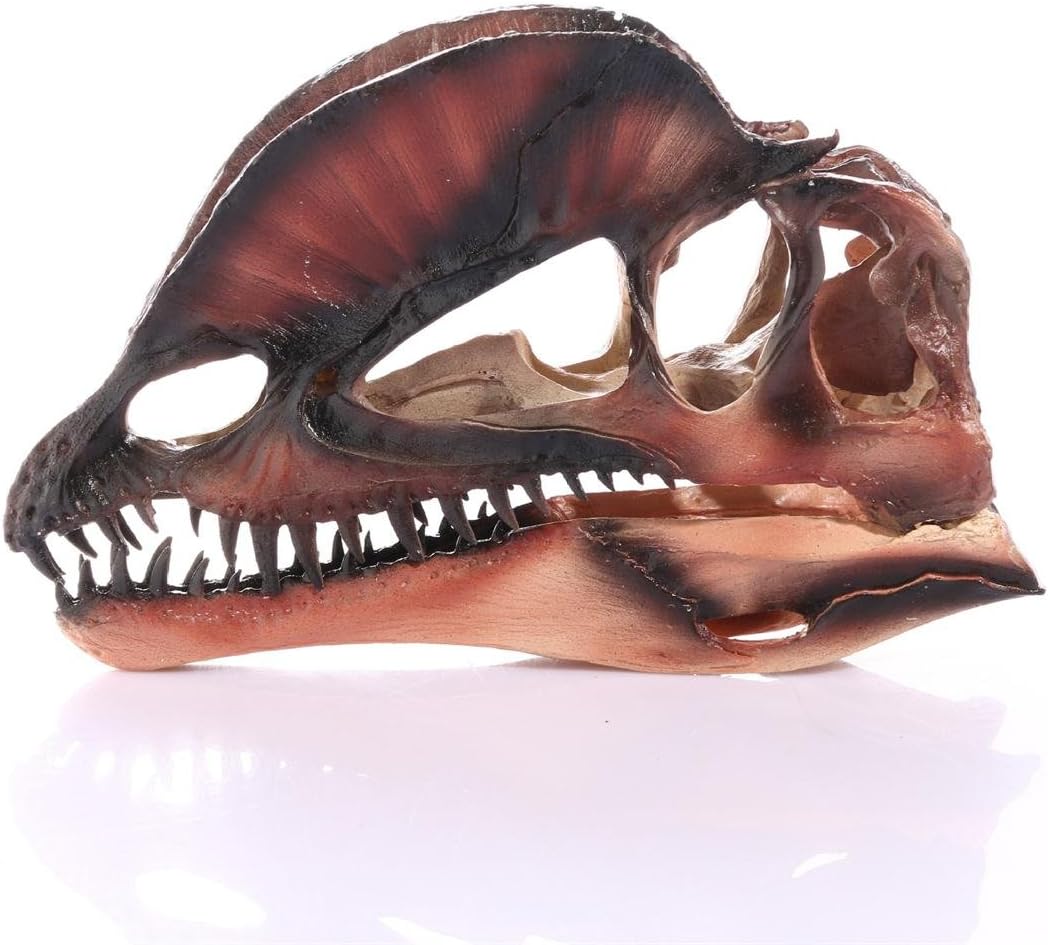 High Precision Dilophosaurus Dinosaur Resin Skull Head Sculpture Statue, 6.7 X 4.9 X 3.5 Inches