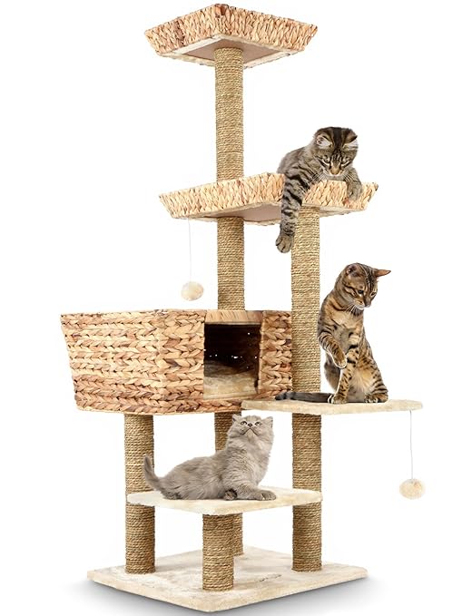 Castillo gatos | Todo gatos