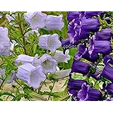 Amazon.com : 200 BLUE CANTERBURY BELLS - CAMPANULA Medium