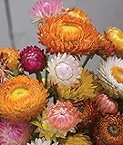 Burpee Tall Mixed Colors Strawflower Seeds 750 seeds