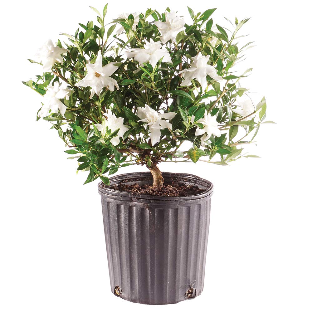 Brussel's Bonsai Live Gardenia Outdoor Bonsai Tree 4 Years Old 6" to