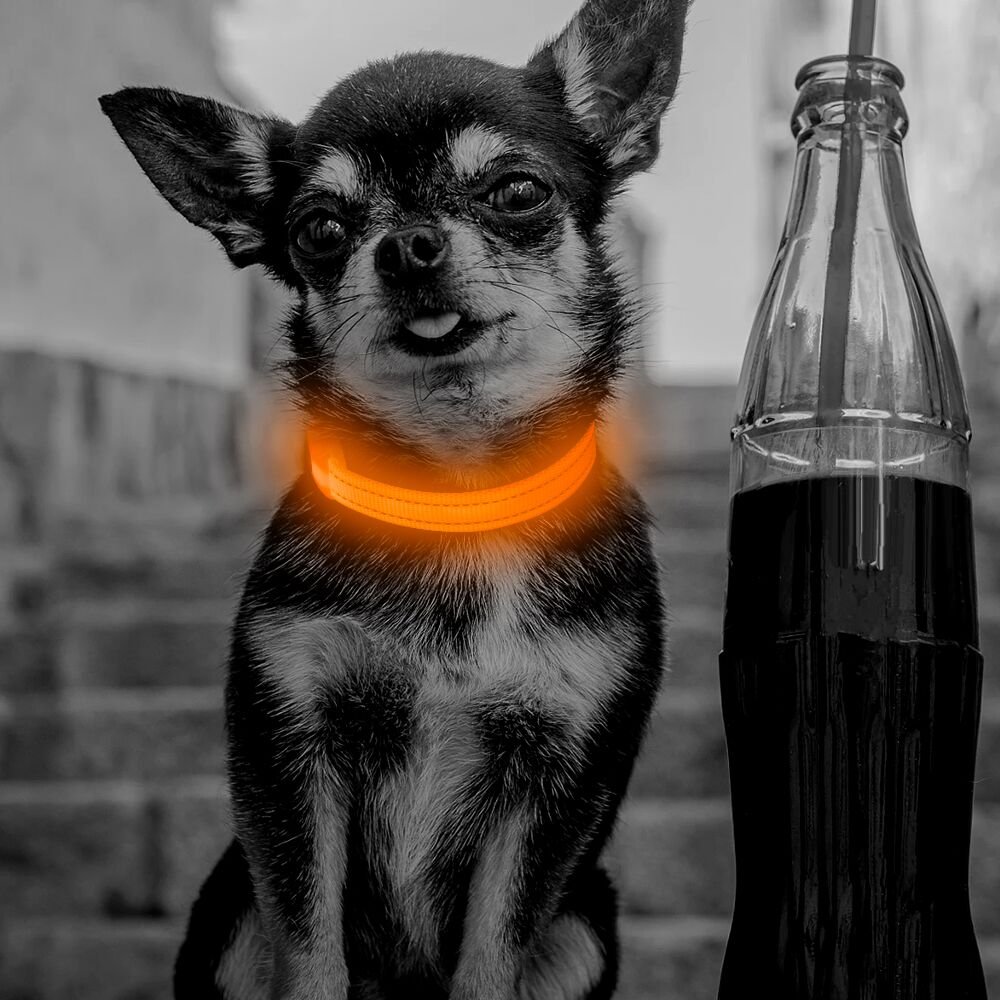 Clan_X Led Dog Collar, USB Rechargeable light up Pet Collar for small dogs, Glowing in the Dark Nylon Webbing Flashing Collar with Reflective Stitches Make Your Pets Visible & Safe (Orange)