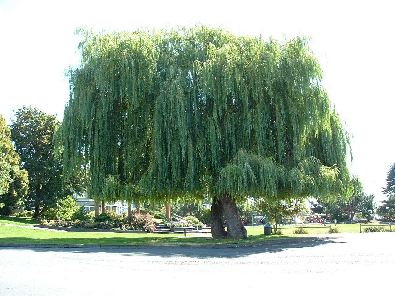 Amazon Com Weeping Willow Tree 2 Year Old Garden Outdoor