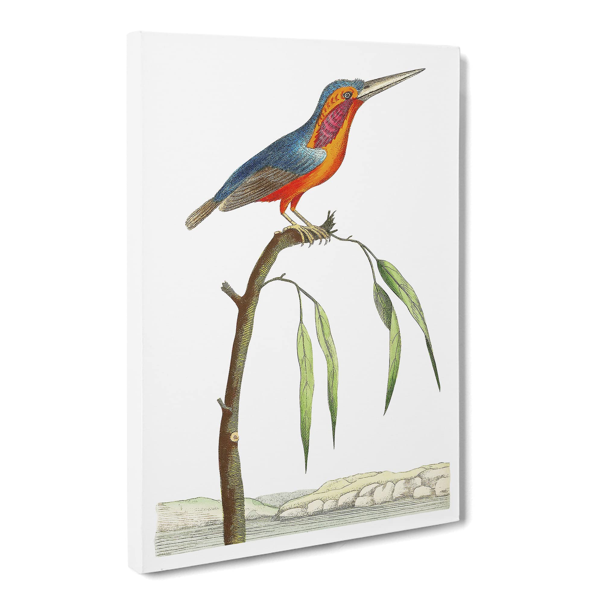 Minute Kingfisher By George Shaw Canvas Print | Gallery Wrapped 30mm Frame Wall Art | 20x14 inches | Ready to Hang | Retro Bird Picture | Living Room Bedroom Lounge Office