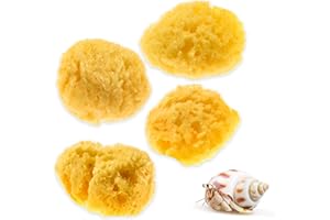 Evergreen Pet Supplies Hermit Crab Sponge for Drinking & Water Dish Stability - Mineral-Enriched Natural Pads for Hermit Crabs - 4-Pack, 2 x 1.5 x 1.5 in