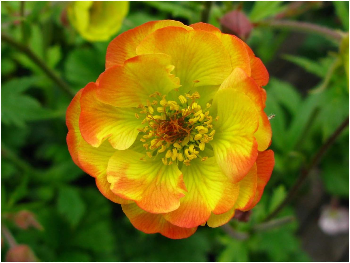 Geum Tequila Sunrise Amazon.co.uk Garden & Outdoors