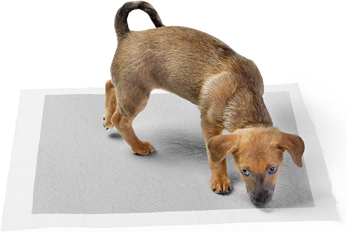 Amazon Basics Carbon Odour-Control Dog and Puppy Training Pads, Leakproof with Quick-Dry Surface, Regular, Pack of 80, Grey - Image 5